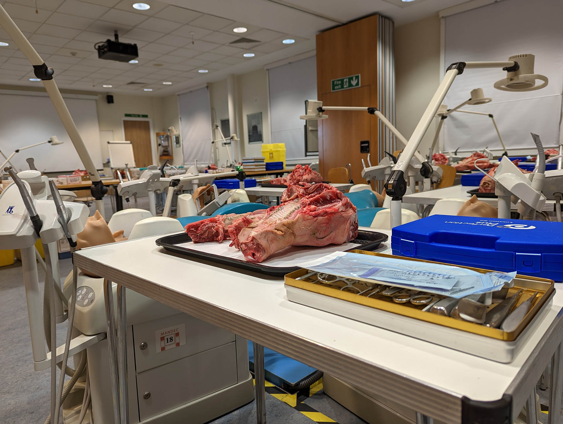 mandec dental further education centre Crown Lengthening, Hands on practice on pigs heads, Mandec, Manchester dental education Centre, Dental Training